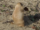 Prarie Dogs 2